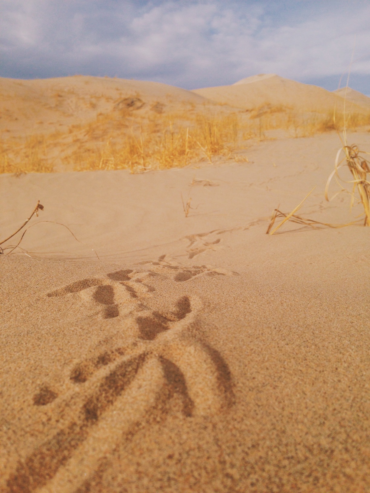 Roadrunner tracks on sand