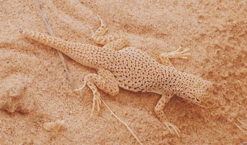 A Mojave fringe-toed lizard well camouflaged on the dunes