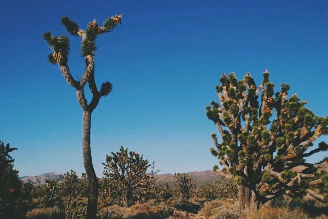 Joshua tree woodland