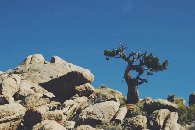 Windswept juniper on Teutonia Peak
