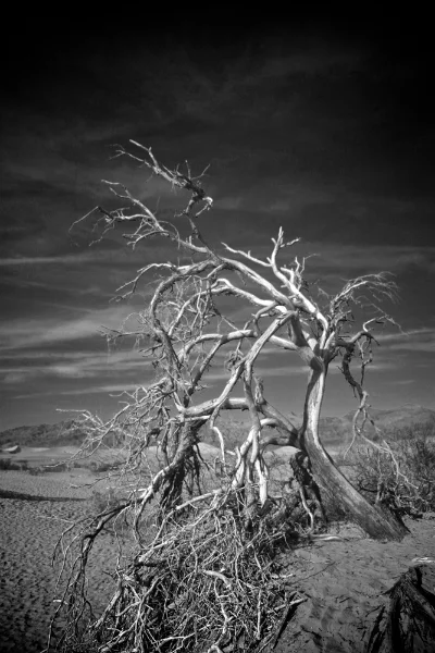"and the dry ceaseless wind"