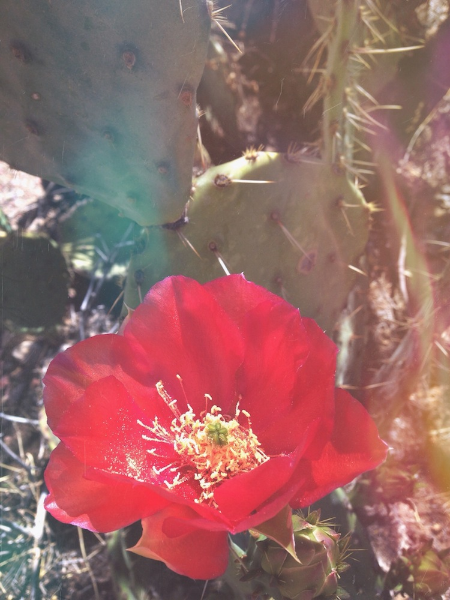 "The glories and the beauties of form, color, and sound"