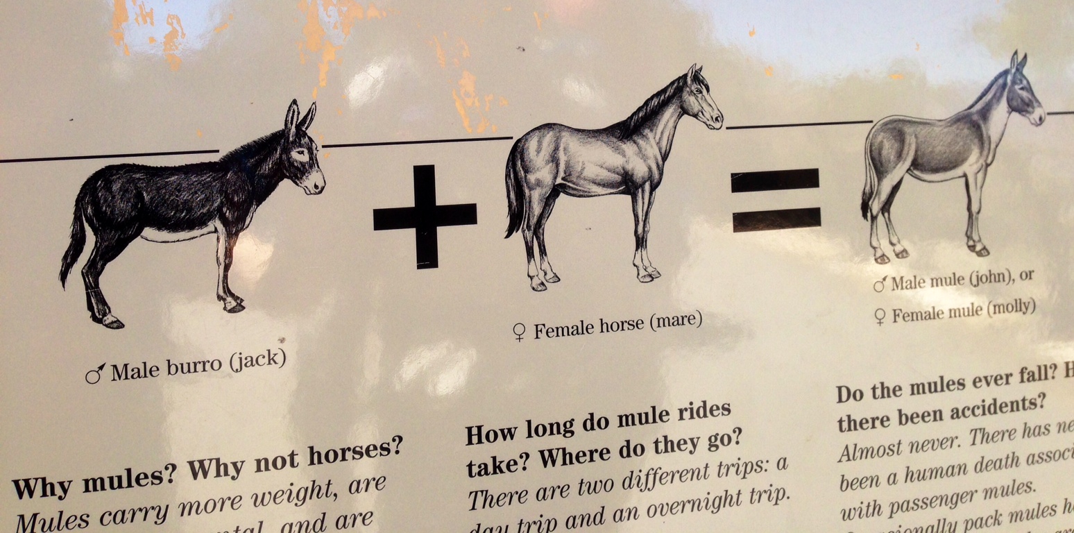 The truth about mules