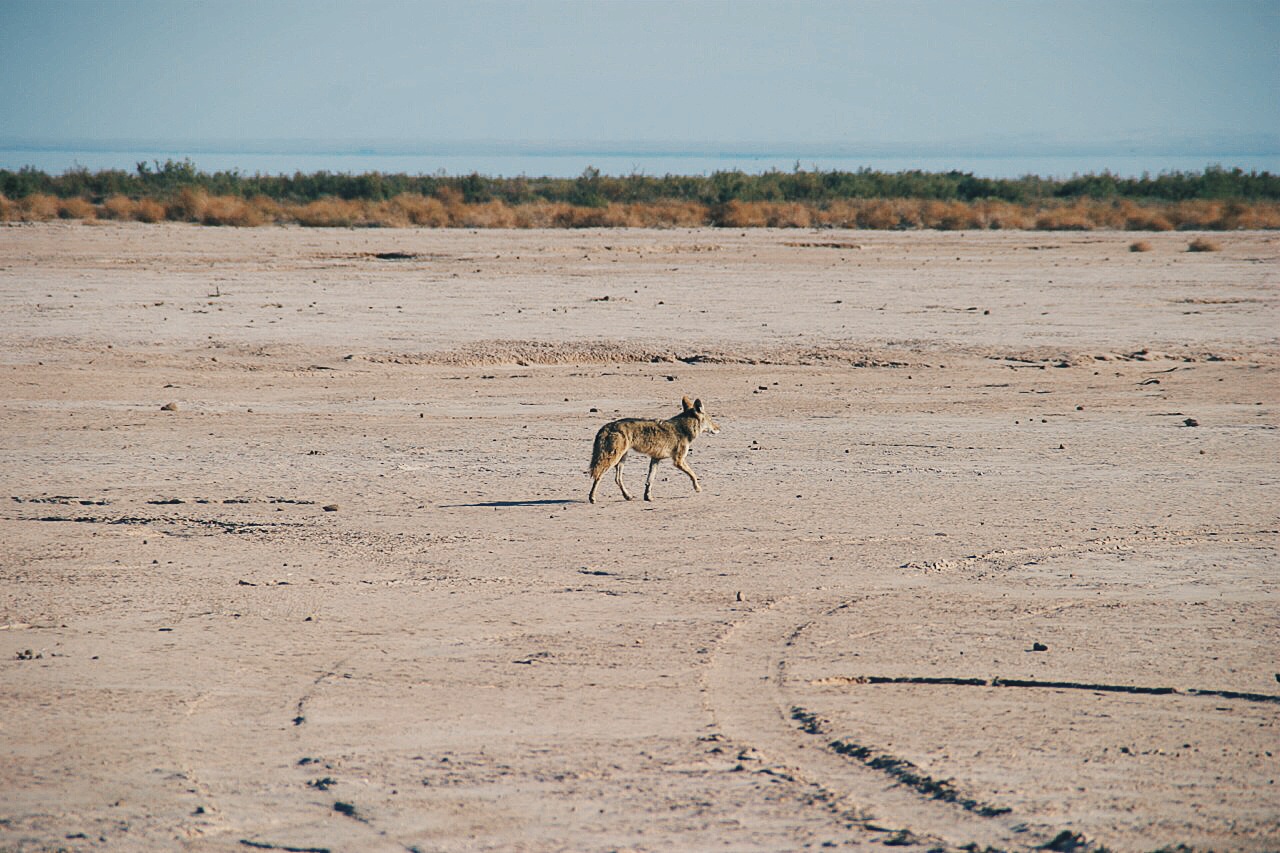 Coyote 