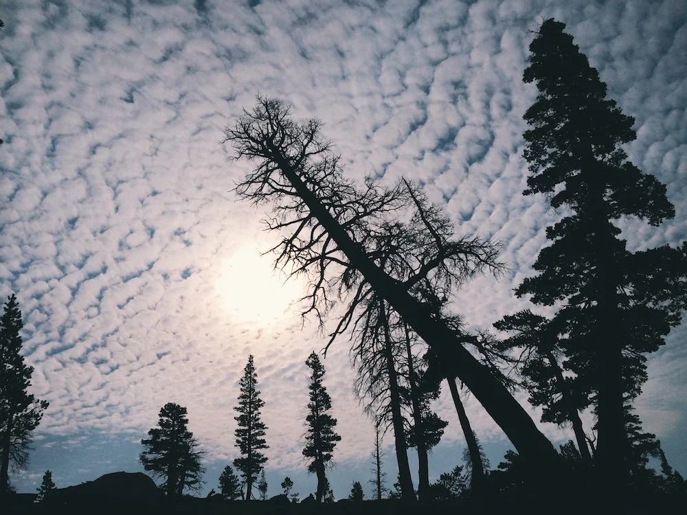  A dead tree leans against the clouds and wildfire smoke. 