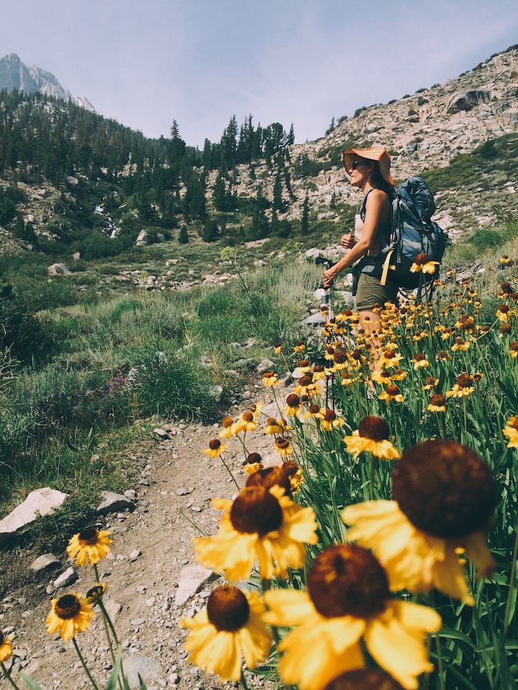  Wildflowers were still blooming in early August on the trail to Kearsarge Pass. 