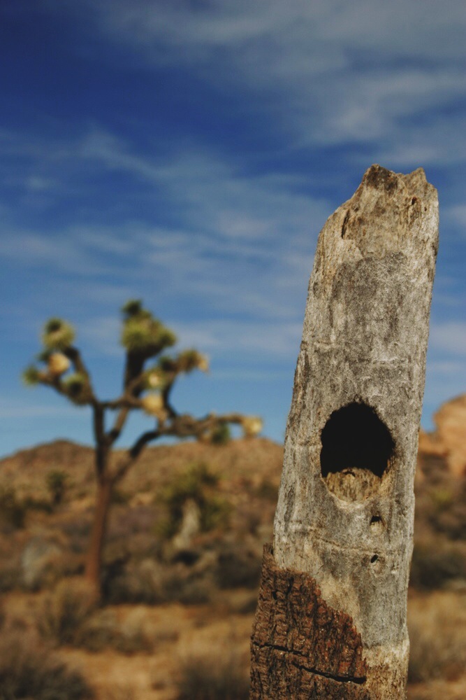 A dead Joshua Tree provides habitat for birds while a living tree behind it provides food for desert critters.