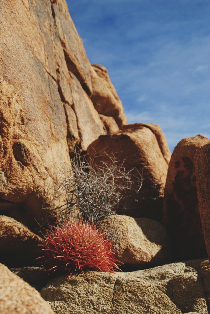  A young barrel cactus. 