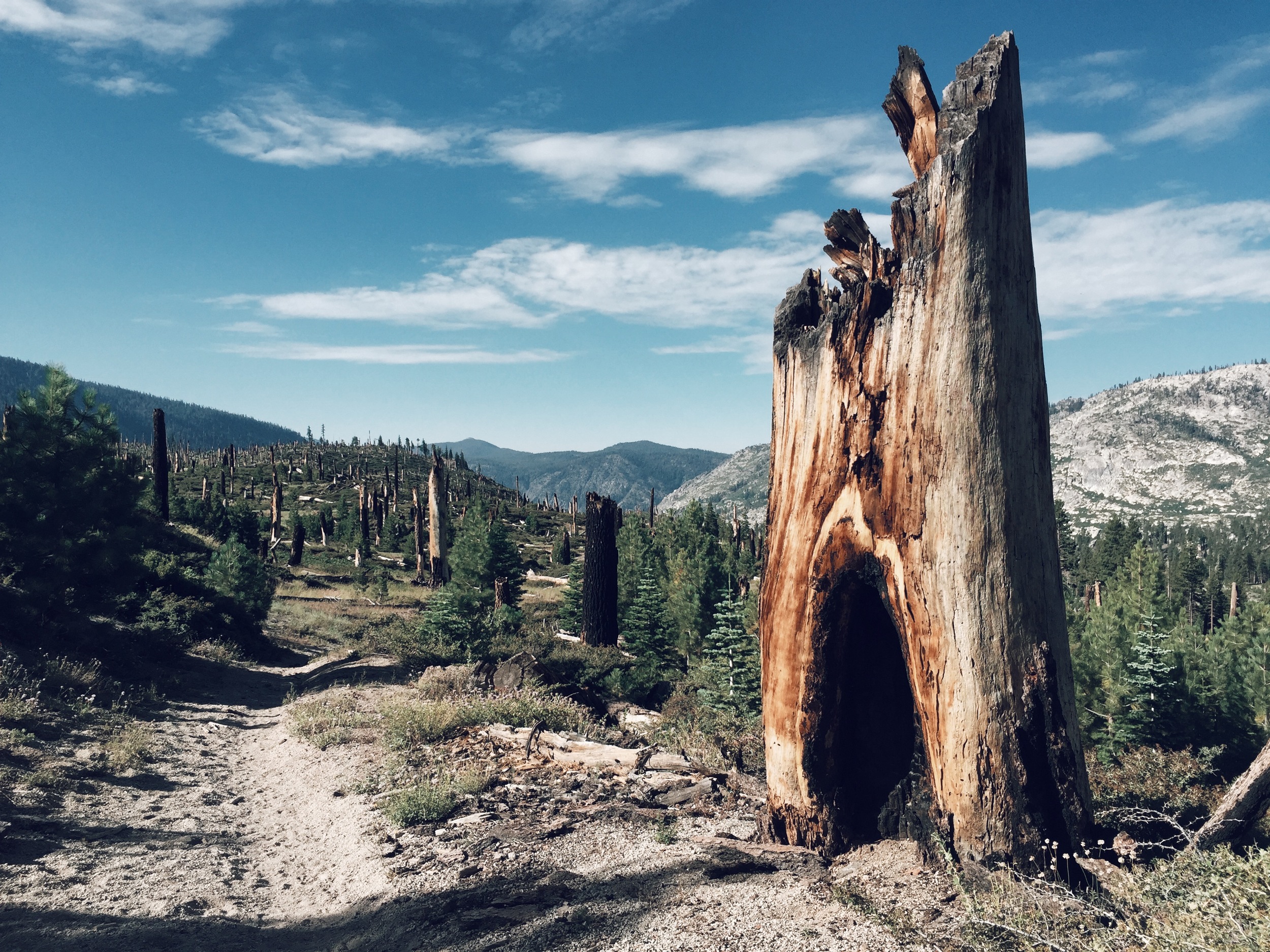  The forest around Devil's Postpile National Monument still shows devastation from the 1992 Rainbow Fire. 