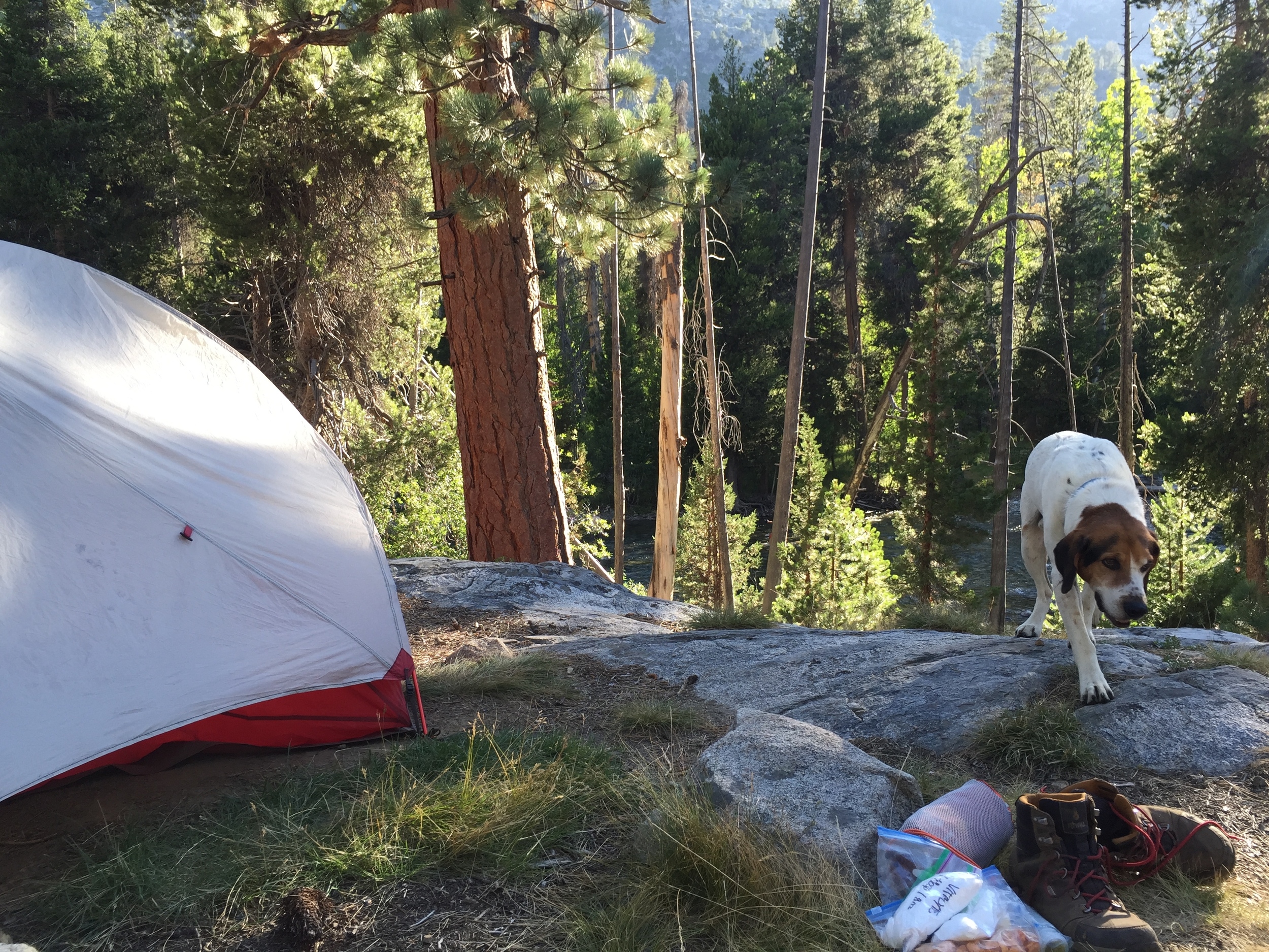  Day 8: camped near Muir Trail Ranch, just above the San Joaquin River. we were visited by one of the resident dogs of MTR. We found the dogs to be much friendlier than the staff. 