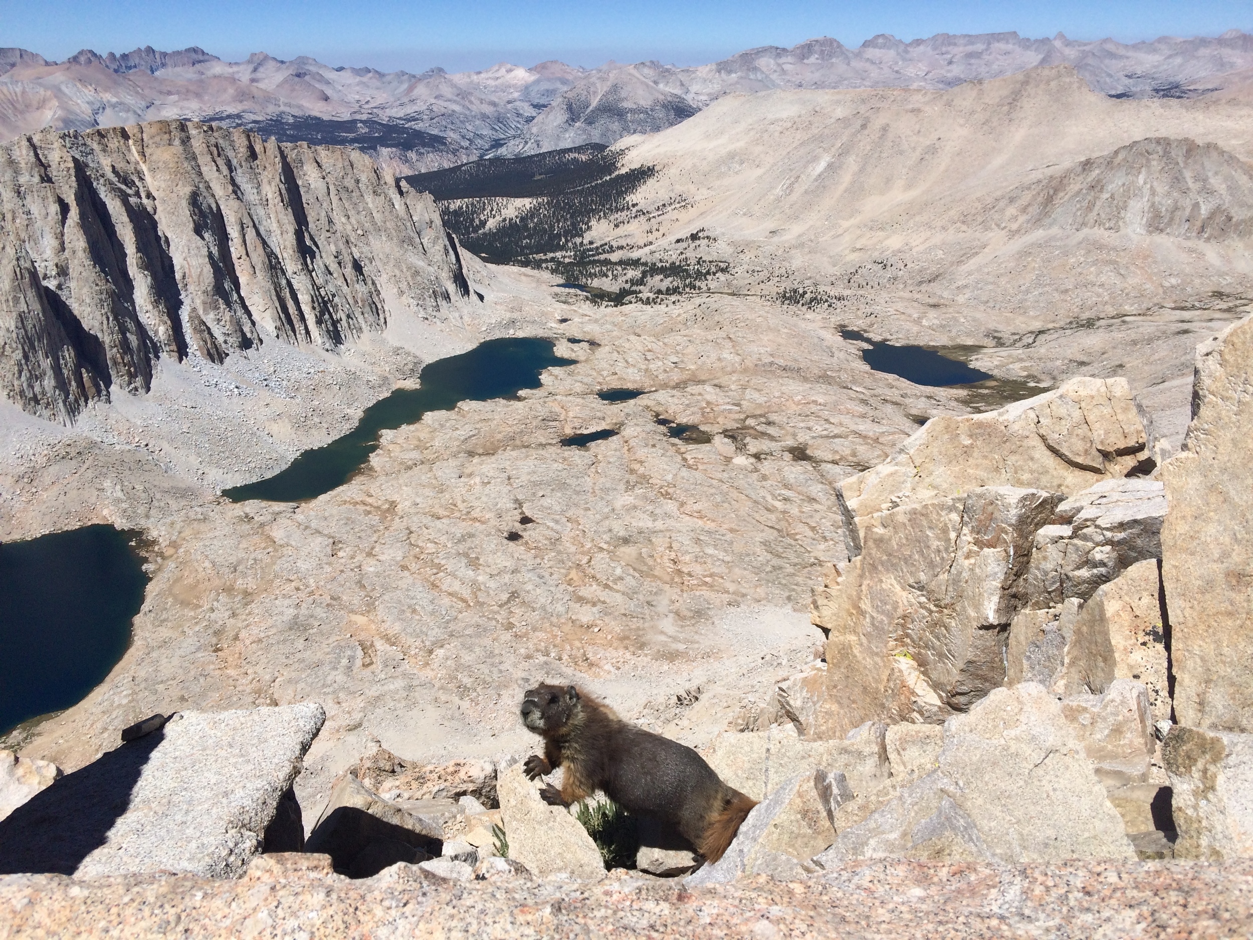 A well-fed marmot looking for a handout at Trail Crest (13,484'), overlooking Hitchock Lakes.