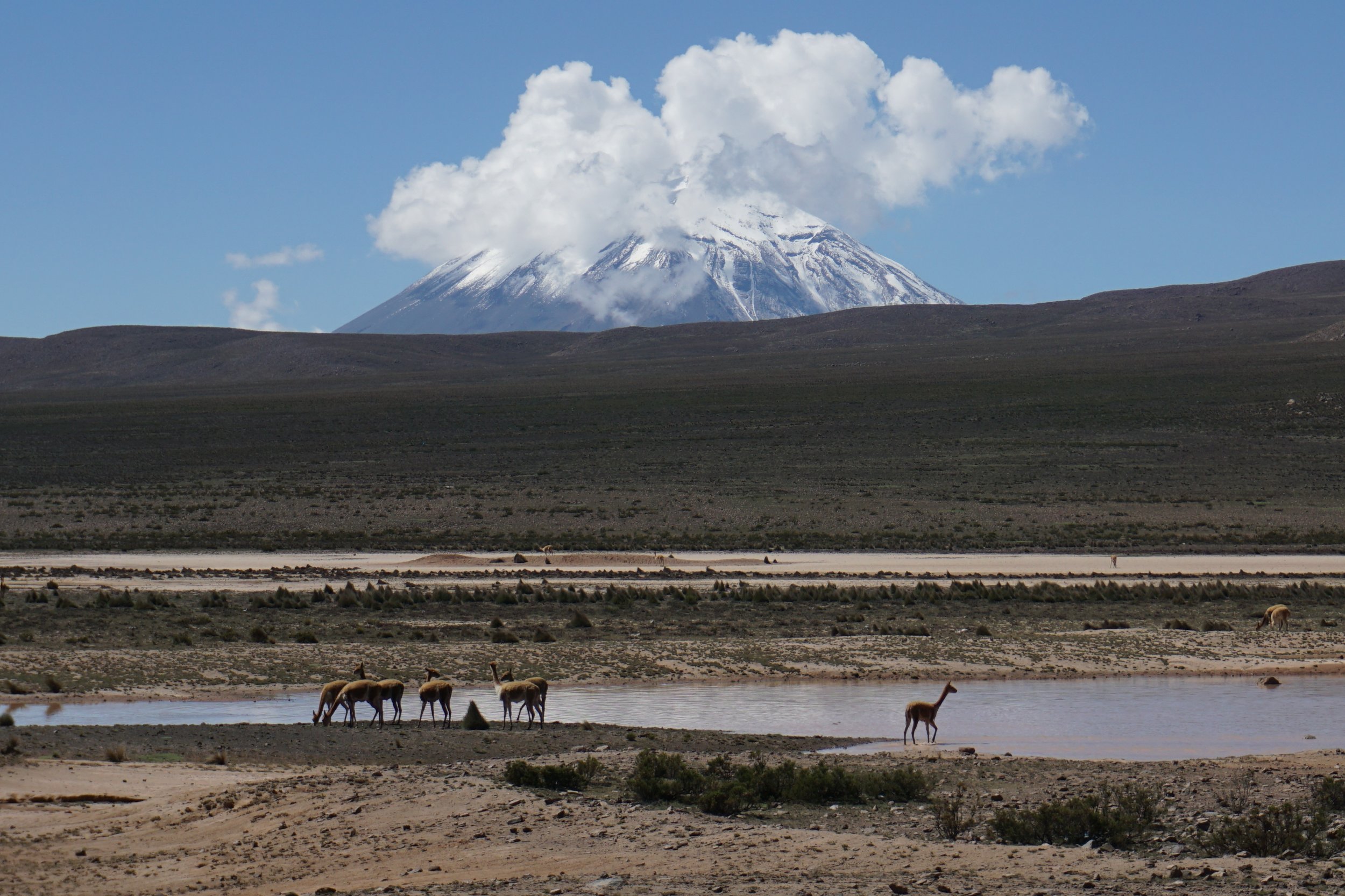  Vicuñas and a distant volcano in the altiplano a couple of hours north of Arequipa. 