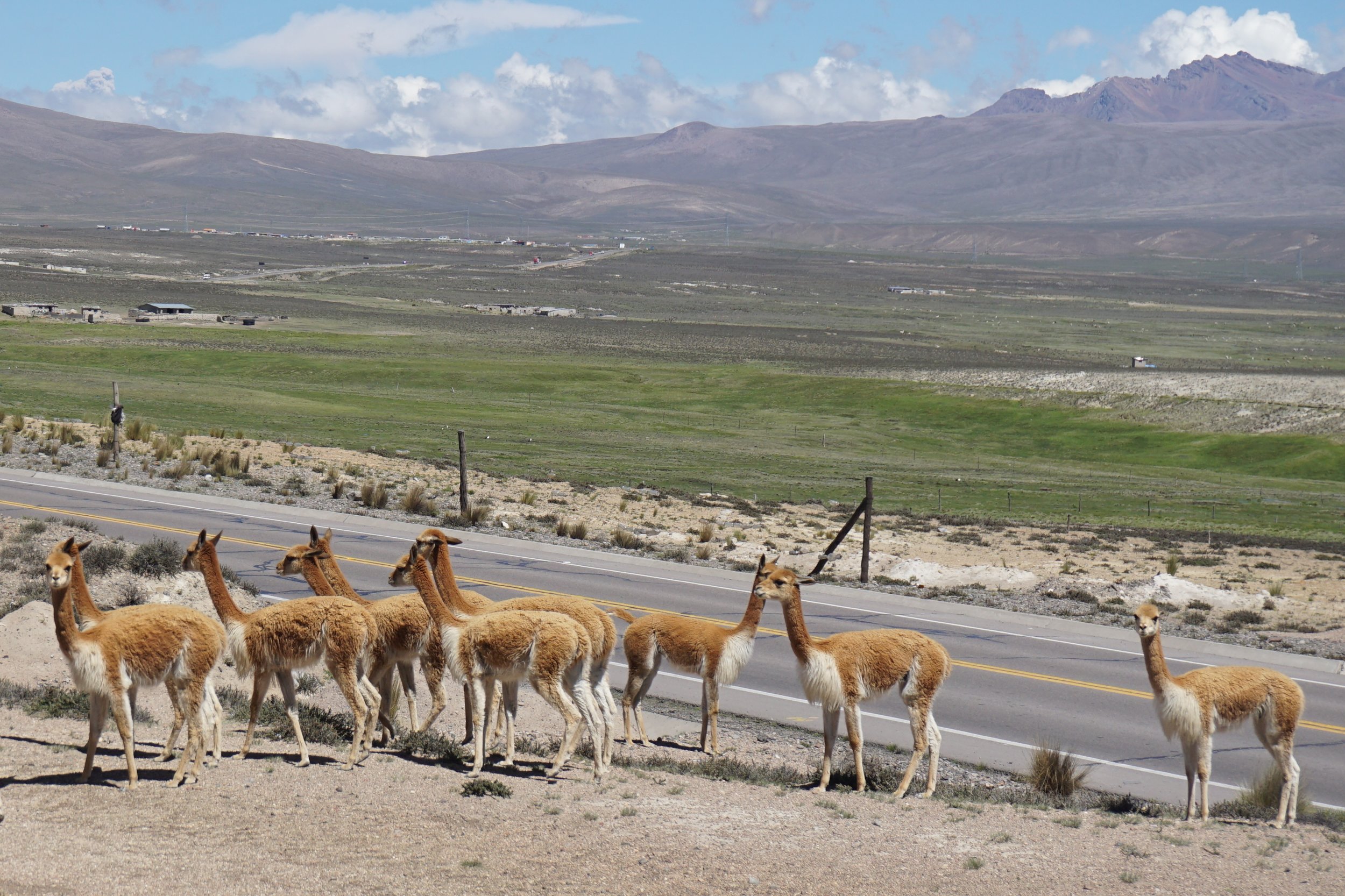  More vicuñas&nbsp; 