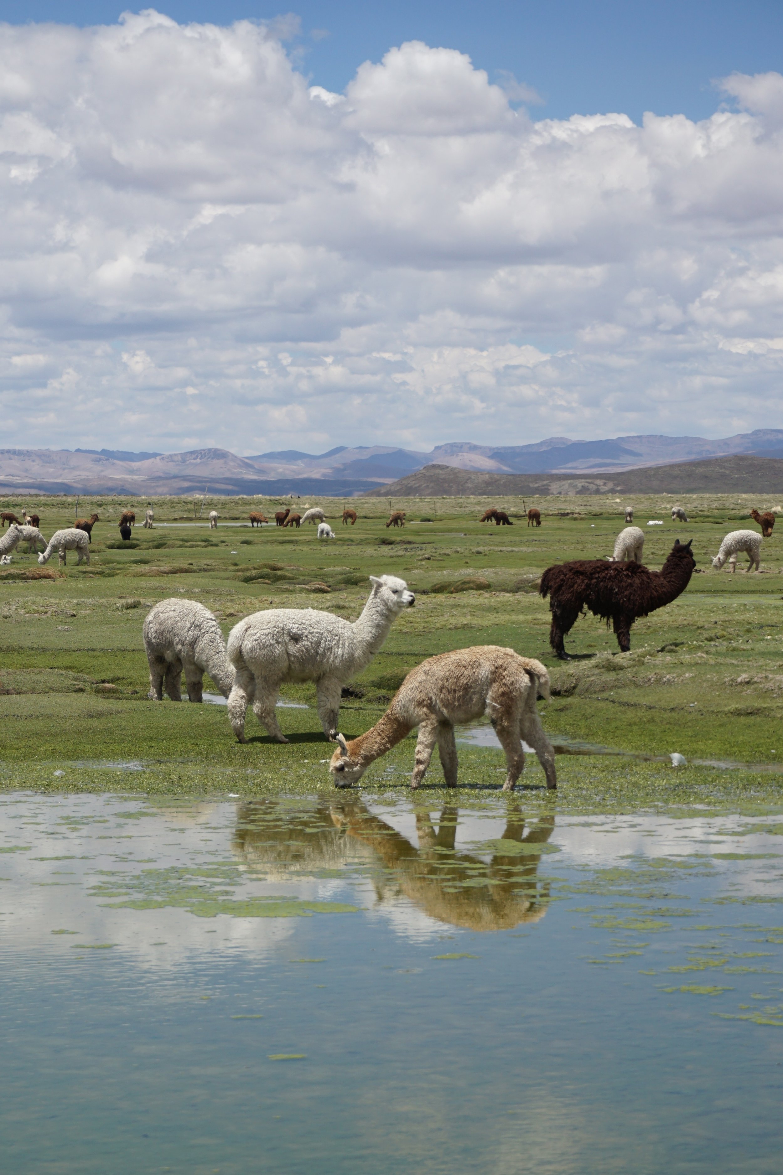  Native residents of the altiplano.&nbsp; 