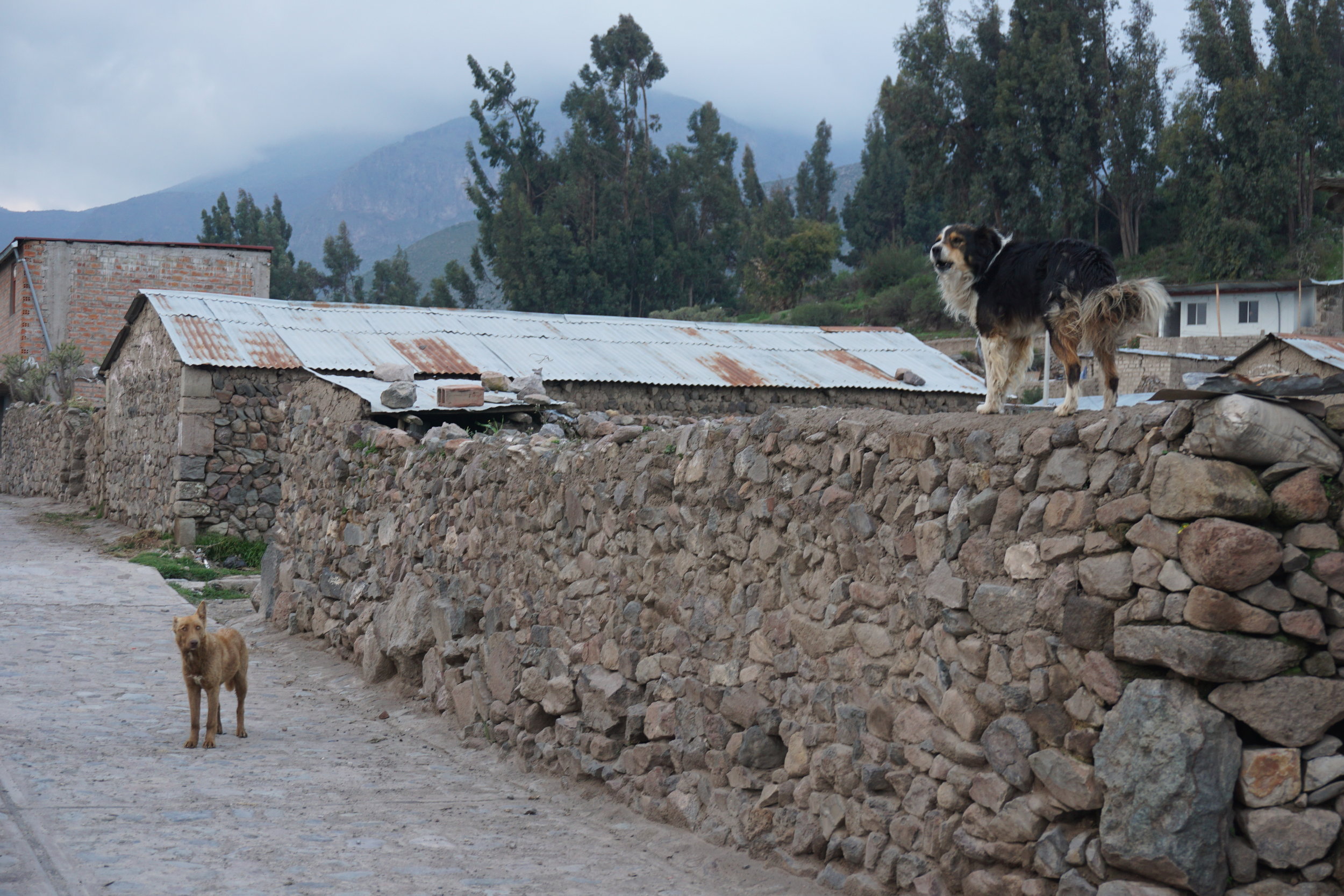  Stray dogs telling us who's boss in the village of Pinchollo, where Colca Trek Lodge is located.&nbsp; 