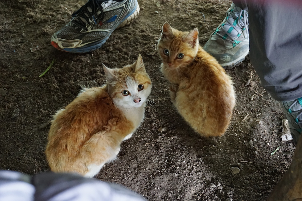  Adorable resident kittens hanging out underneath the lunch table.&nbsp; 