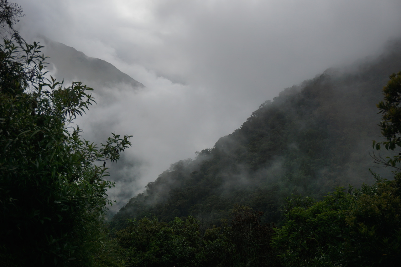  View of the jungle behind an ever-present shroud of clouds.&nbsp; 