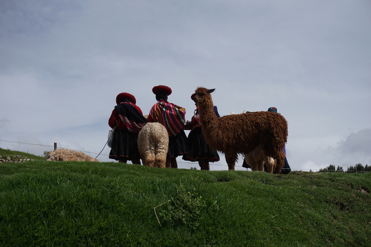  Traditionally-clad ladies and their camelid friends at Sacsayhuaman 