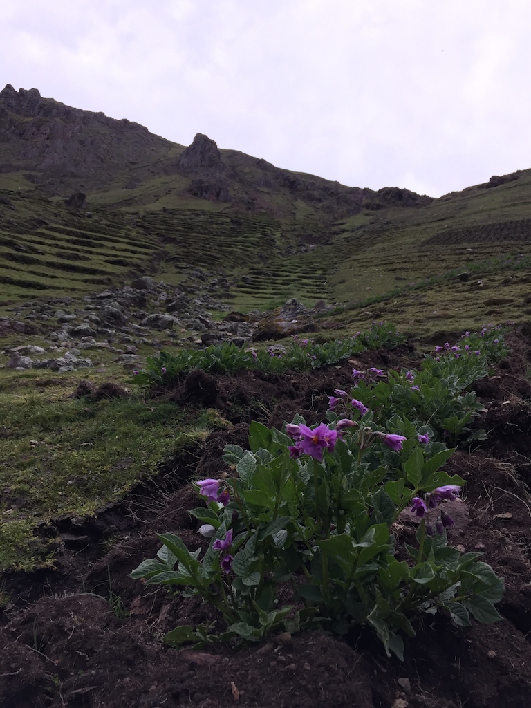  Potato crops planted in terraces in the steep slopes of the canyon. 