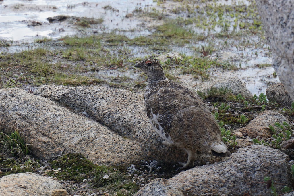  This grouse kept us distracted as her mate took their chick out to explore among the rocks 