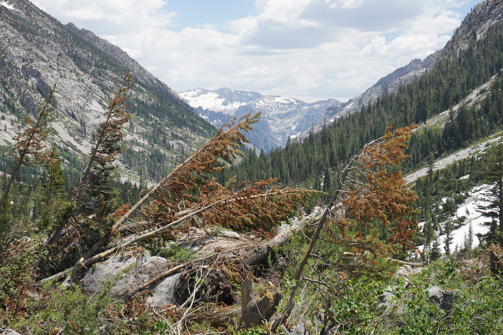 First evidence of early-season avalanche damage, along Le Conte Canyon.