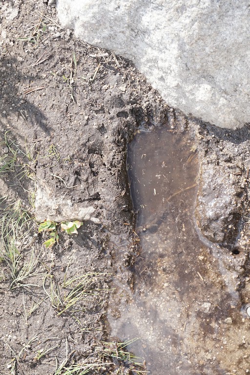  Bear track, perhaps? 