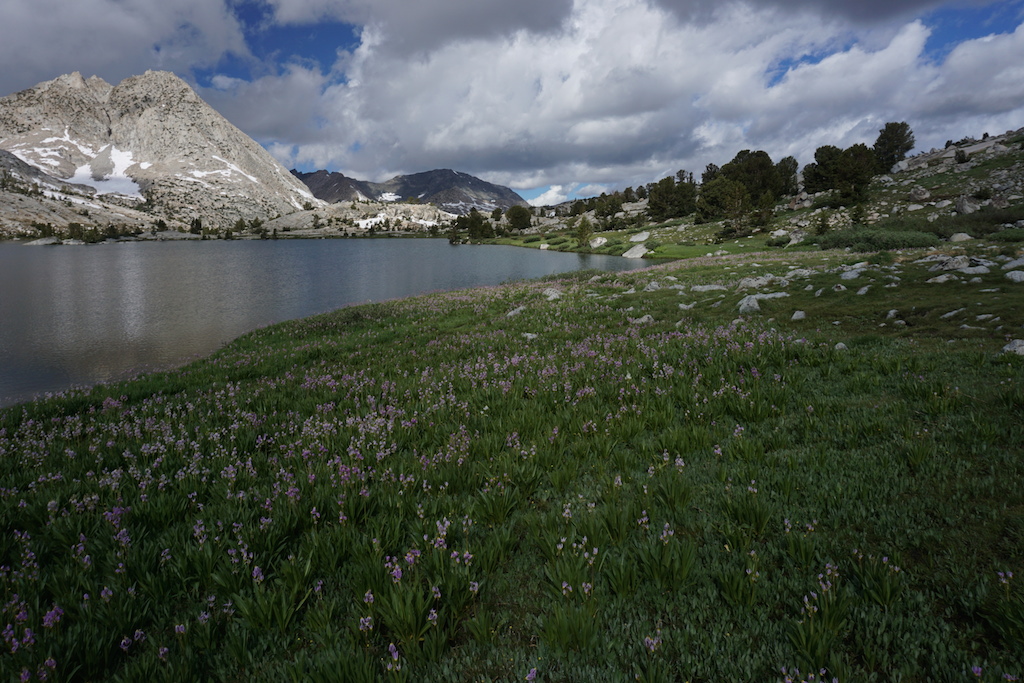 A carpet of wildflowers, which the mosquitoes also apparently enjoyed.