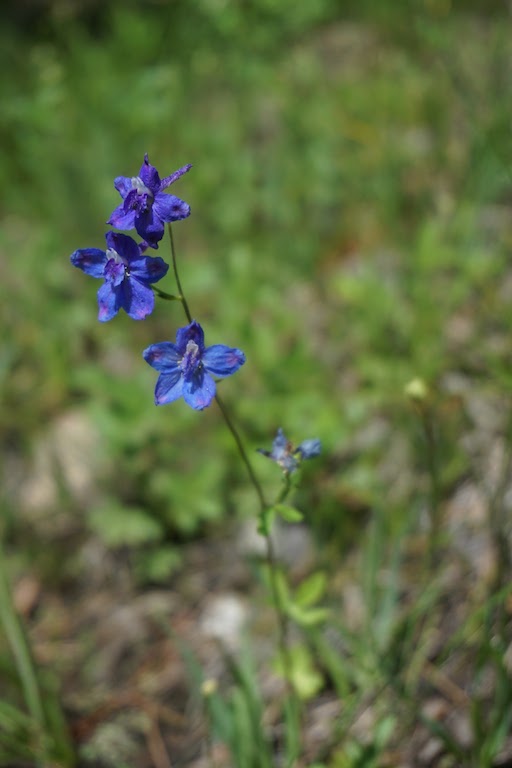  Meadow larkspur 