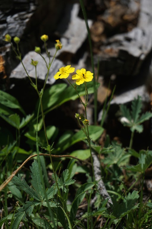 Drummond's cinquefoil