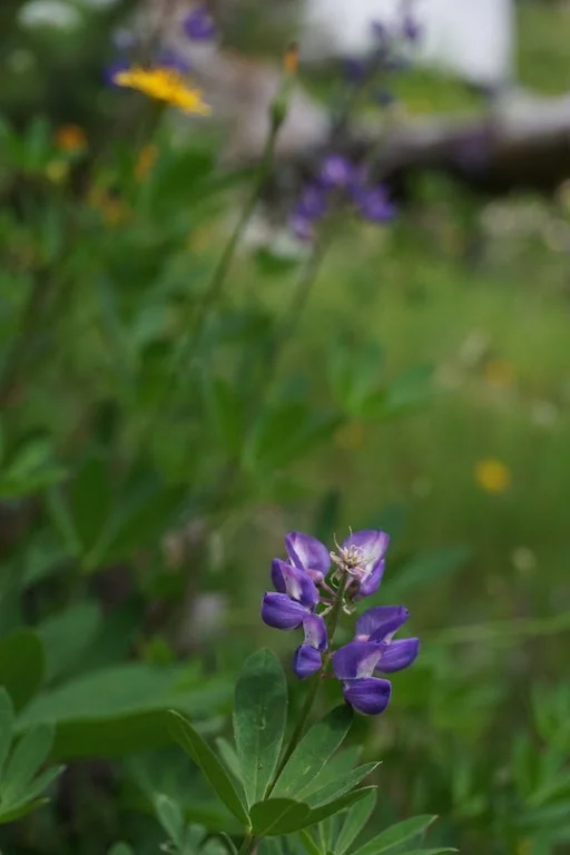 Lupine