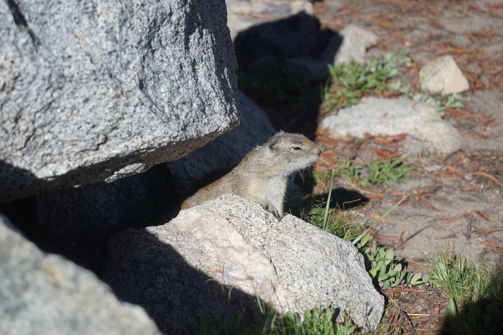  A Belding's ground squirrel focusing intently at our camp. He kept squinting as if to sharpen his sense of smell.&nbsp; 
