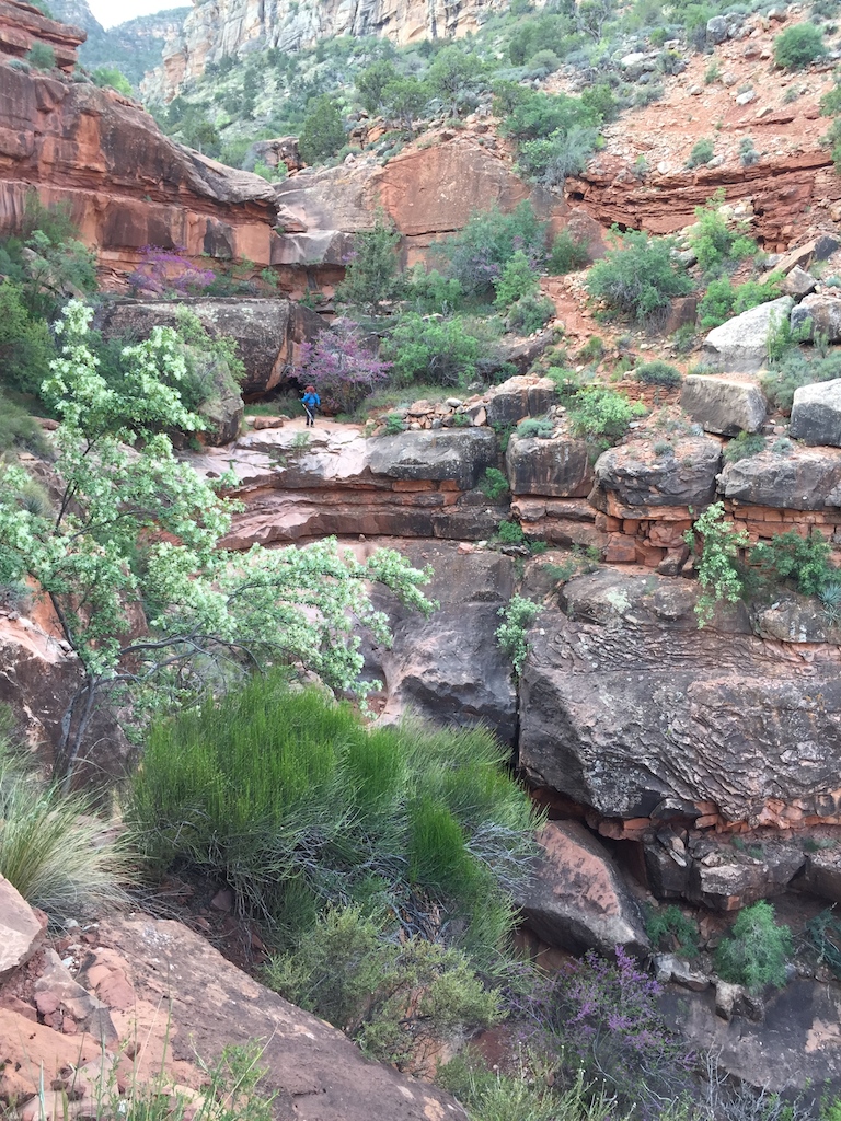  A verdant niche along Hermit Trail blooming with Western redbud trees 