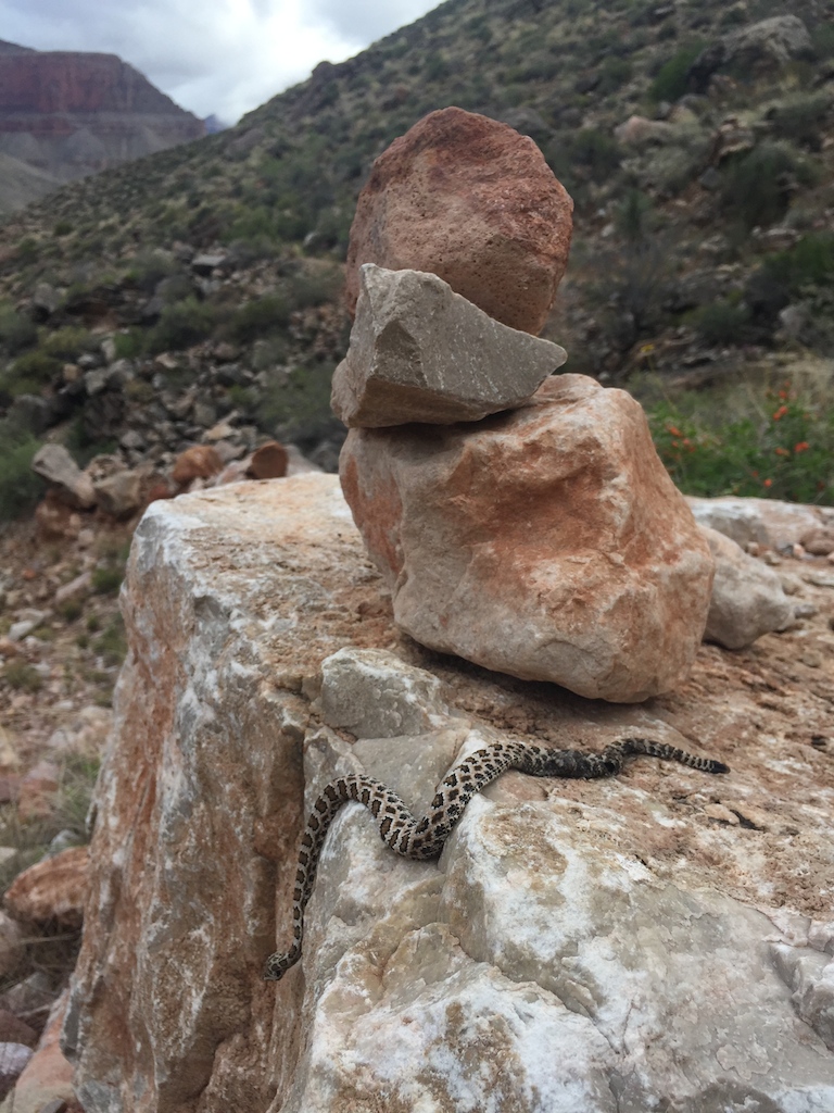  A native resident of the Canyon along Tonto Trail 