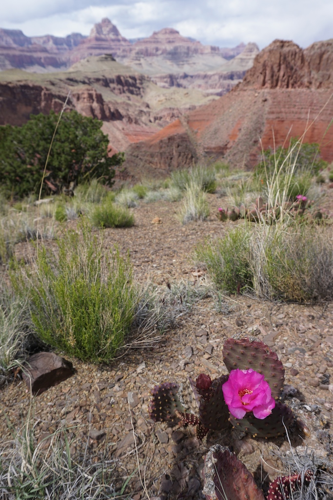 Springtime along New Hance 