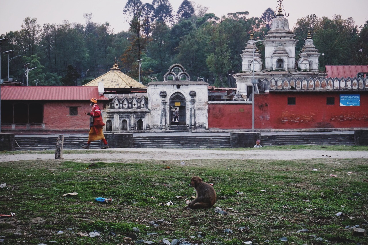 Macaque monkey at the Bagmati River ghats, site of cremations