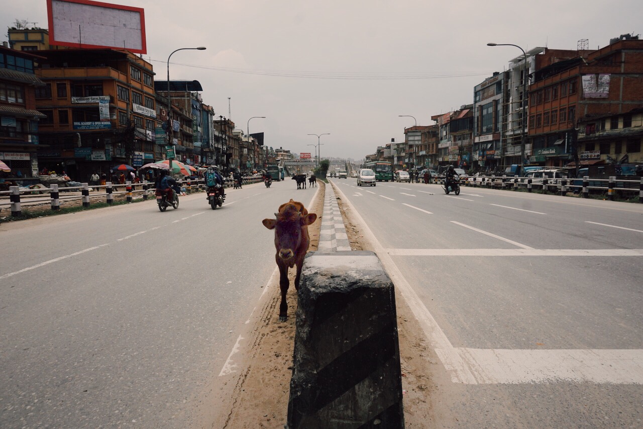 A cow among the cars, Bhaktapur
