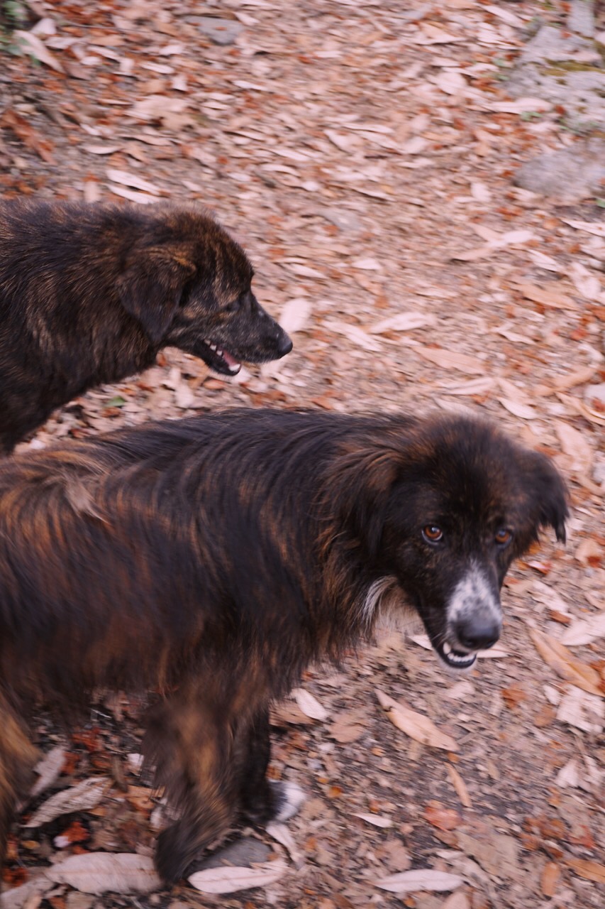  This duo hiked with us for a good portion of our first day. 