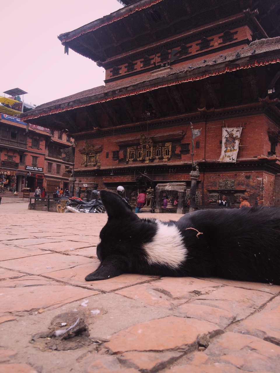  Dog-eye view, Kathmandu 