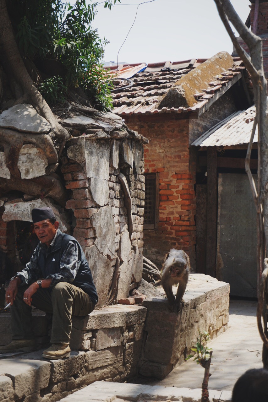  A mischievous macaque monkey sneaking up on a local, Durbar Square 