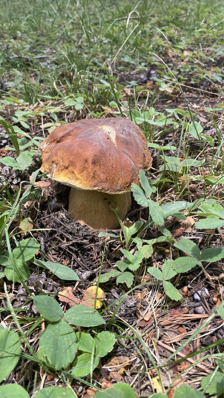  A giant Bolete mushroom, cousin of the porcini 