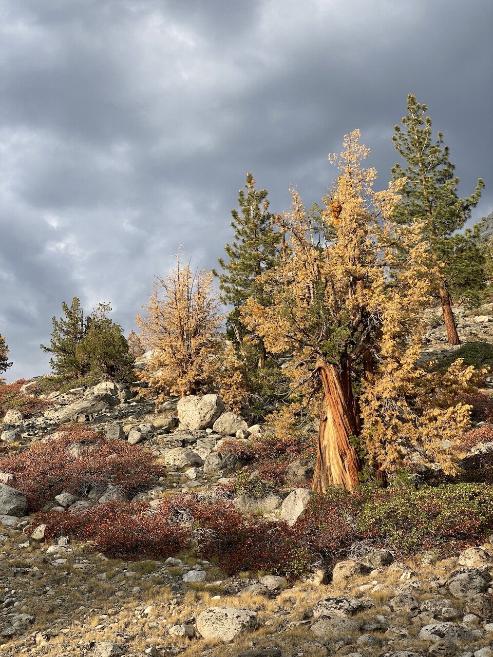  Dying junipers near JMT/Piute Creek junction 