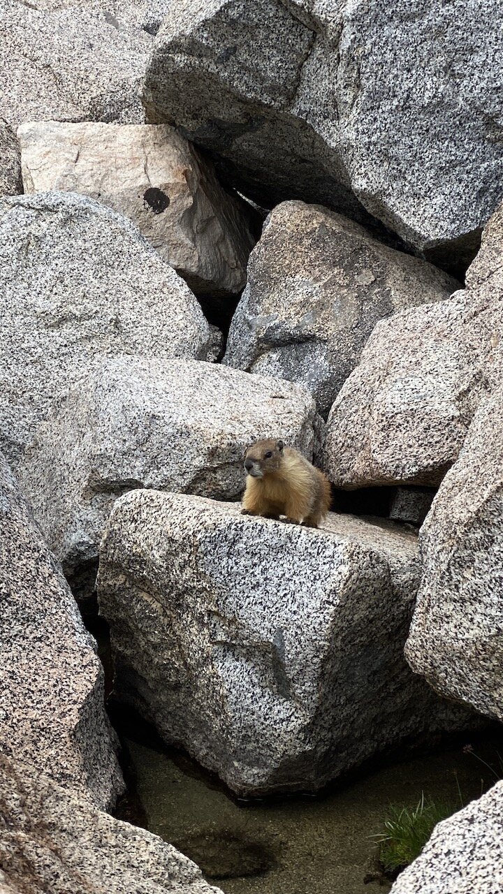  An incredulous marmot heckling us as we boulder past Darwin Lakes 