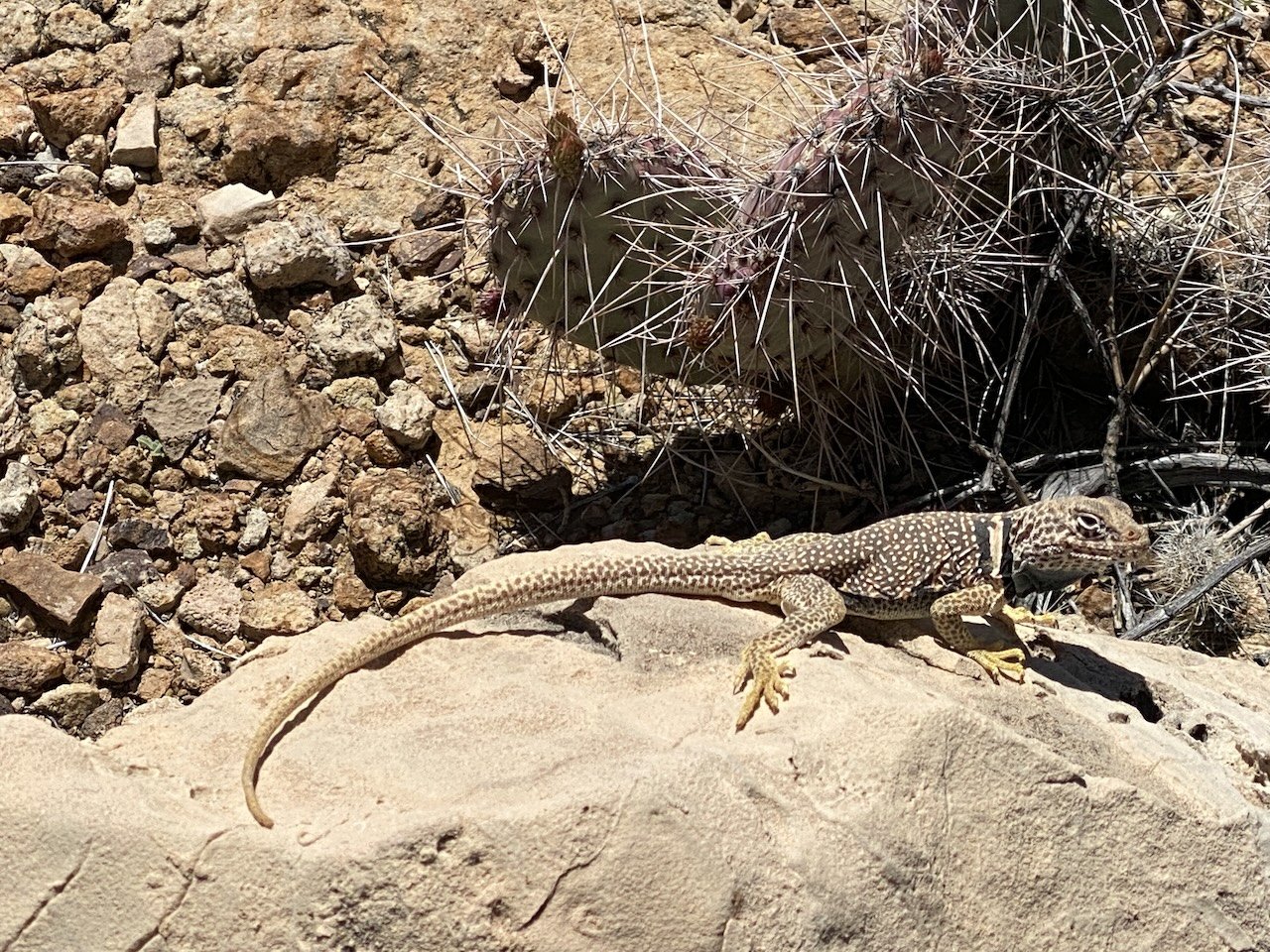 collared lizard sunbathing