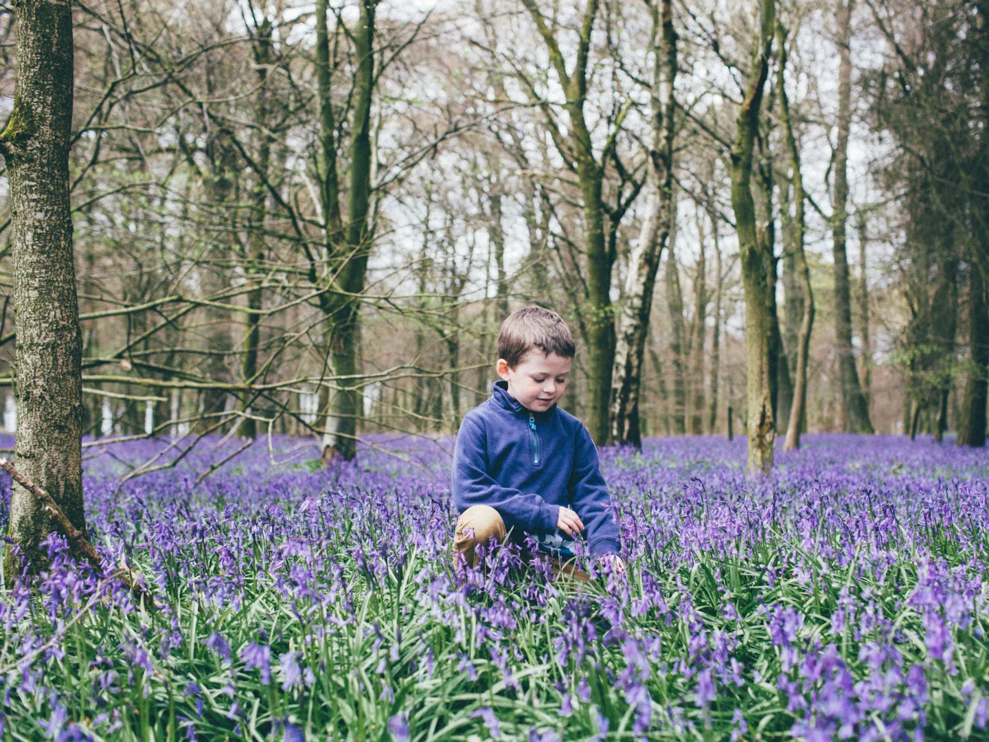 Bluebells-1005.jpg