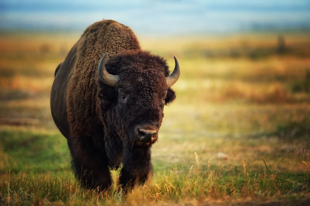 Buffalo.jpg