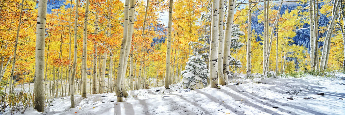 17Aspen Fire.jpg
