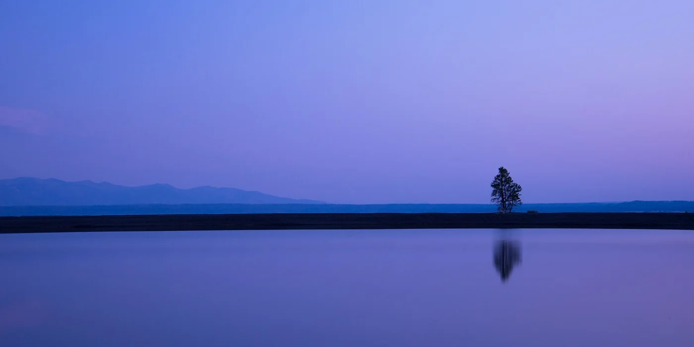 15Serenity Tree.jpg