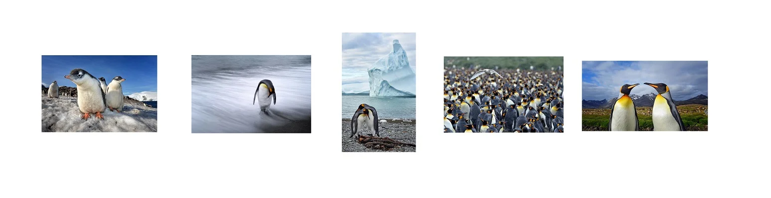 penguins.jpg