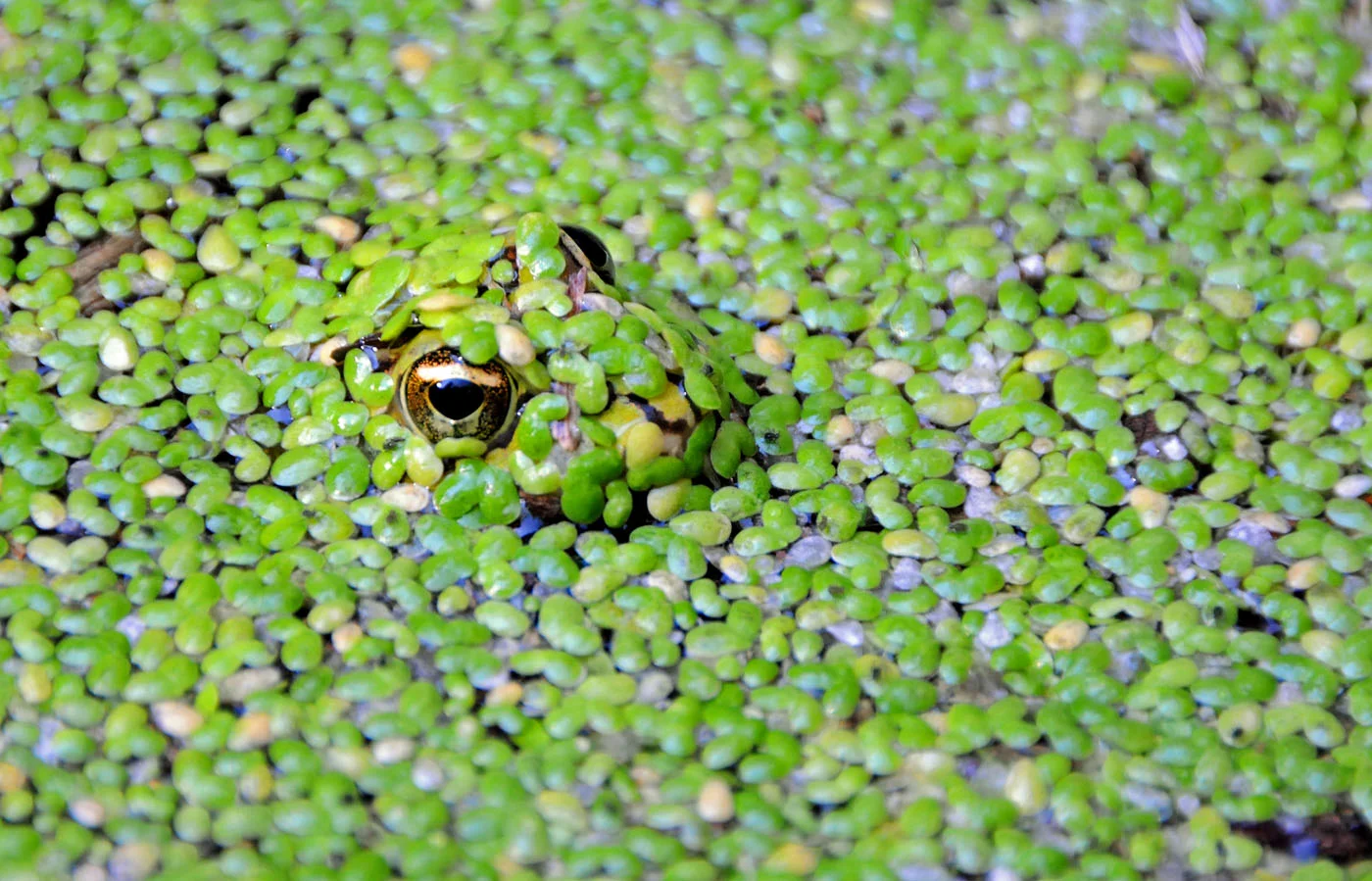 Frog.JPG