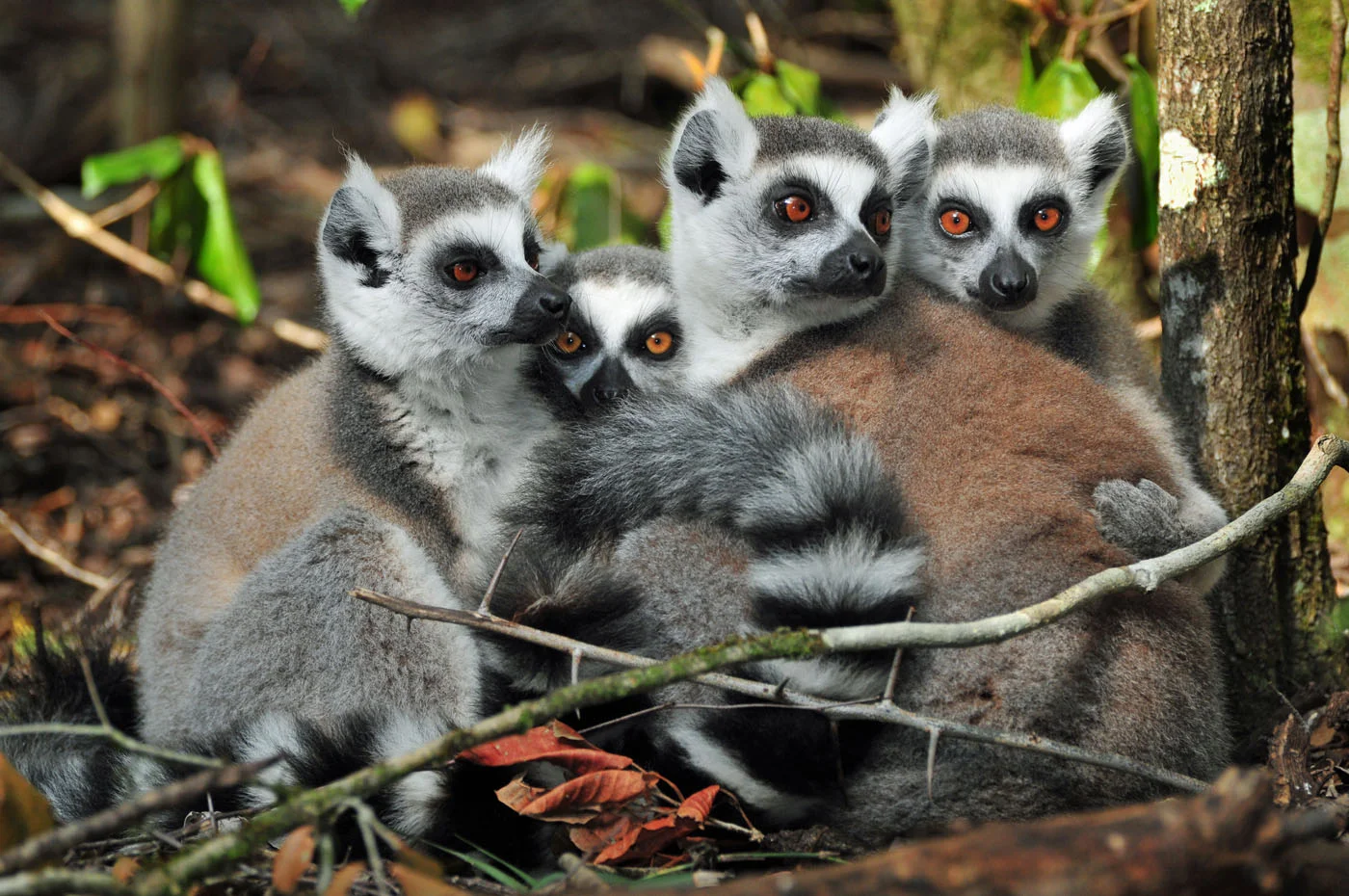 Lemurs.jpg